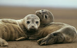 ImageID: 8530Title: Couple of Harbour seal on sand beach, NetherlandsCaption: Couple of Harbour seal (Phoca vitulina) on sand beach, Wadden Sea, Netherlands. Project number: 9E0140.5.Copyright: ďż˝ Jan van de Kam / WWFDate of Photo: Restrictions: General Restrictions applyCleared for Global useOnly for authorized use in the context of positively promoting WWF. Photo credit is mandatory.Only for authorized use in the context of po Foka Szara.jpg