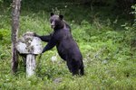 ImageID: 115394Title: Brown bear, Central Carpathian Mountains, RomaniaCaption: Brown bear (Ursus arctos) standing on his hind legs, near Zarnesti in the Central Carpathian Mountains, Romania.Copyright: ďż˝ Michel GUNTHER / WWF-CanonDate of Photo: Restrictions: General Restrictions applyCleared for Global useOnly for authorized use in the context of positively promoting WWF. Photo credit is mandatory.Only for authorized use in th Niedźwiedź Brunatny.jpg