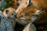 ImageID: 235119Title: Captive female and kitten Eurasian Lynx, NorwayCaption: Eurasian Lynx (Lynx lynx), captive female and kitten, Norway.Copyright: ďż˝ Staffan Widstrand / WWFDate of Photo: Restrictions: General Restrictions applyCleared for Global useOnly for authorized use in the context of positively promoting WWF. Photo credit is mandatory.Only for authorized use in the context of positively promoting WWF. Photo credit is Ryś.jpg