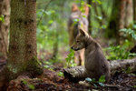 ImageID: 259181Title: Grey wolf, Seredskay, RussiaCaption: Grey wolf (Canis lupus) cub sitting, Seredskay, Vologda Oblast, Russia, July 2008Copyright: ďż˝ Wild Wonders of Europe /Sergey Gorshkov / WWFDate of Photo: 2008-07-18 00:00:00.0Restrictions: General Restrictions applyCleared for Global useOnly for authorized use in the context of positively promoting WWF. Photo credit is mandatory.Only for authorized use in the context of Wilk.jpg