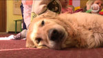 dogoterapia1