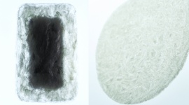 Agar - zwycięski projekt Lexus Design Award 2016 Styl życia, LIFESTYLE - Znamy zwycięzcę tegorocznej edycji Lexus Design Award. Najlepszym projektem 2016 roku w ocenie Jury został Agar Plasticity. Zwycięzcę ogłoszono podczas trwającego Milan Design Week, gdzie zaprezentowano wszystkie finałowe prace.