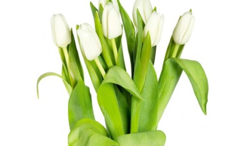 TYDZIEŃ KOBIET W LIDLU ¬– MOC WYJĄTKOWYCH UPOMINKÓW I NOWOŚCI