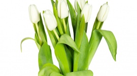 TYDZIEŃ KOBIET W LIDLU ¬– MOC WYJĄTKOWYCH UPOMINKÓW I NOWOŚCI Styl życia, LIFESTYLE - W Lidlu świętowanie Dnia Kobiet trwa cały tydzień. Już od poniedziałku 6 marca w sklepach Lidl w całej Polsce znaleźć będzie można szeroką gamę produktów idealnych na prezent dla bliskiej osoby.