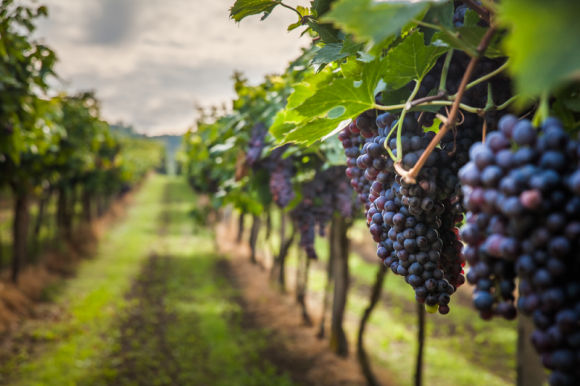 Wino niejedno ma imię Styl życia, LIFESTYLE - Coraz częściej pojawiającym się na polskich stołach trunkiem jest wino, a my uczymy się jak odpowiednio je dobierać, podawać i z czym komponować.