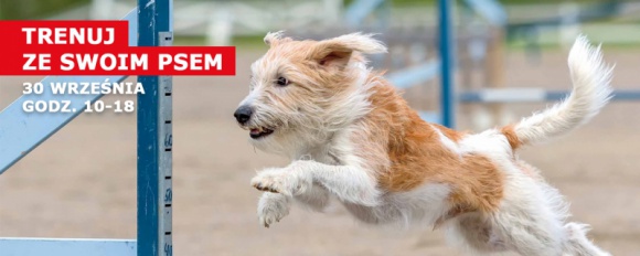 Zabawa na cztery łapy! Styl życia, LIFESTYLE - Zabawa na cztery łapy!