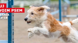 Zabawa na cztery łapy!