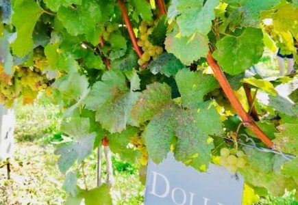 Szwejk serwuje wina z rodzinnej winnicy Dolle z Doliny Wachau