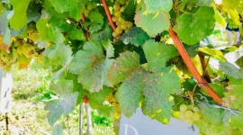 Szwejk serwuje wina z rodzinnej winnicy Dolle z Doliny Wachau Styl życia, LIFESTYLE - "U Szwejka" to jedna z najbardziej znanych restauracji w Warszawie. Słynie nie tylko z ogromnych wiedeńskich sznycli, golonek jak na Praterze oraz przystawek i mięs przyrządzanych według tradycyjnych przepisów, ale też z towarzyszącego potrawom piwa i austriackiego wina.