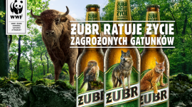 Żubr znika z etykiet… na rzecz zagrożonych gatunków Styl życia, LIFESTYLE - Żubr – najpopularniejsze piwo w Polsce, a zarazem symbol Podlasia, wystartował z wyjątkową akcją, której celem jest ochrona zagrożonych gatunków zwierząt. Aby uzmysłowić skalę zagrożenia, Żubr zniknie z puszek i butelek piwa, ustępując miejsca wilkowi, rysiowi i sóweczce.