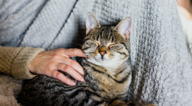 DOBRE TOWARZYSTWO DLA SENIORA Styl życia, LIFESTYLE - Uważa się, że zwierzęta są dobre na wszystko, szczególnie dla seniorów, którzy często są bardzo samotni i czują, że nie mają już celu w życiu. Jednak decyzję o posiadaniu zwierzaka trzeba dokładnie przemyśleć, aby nie cierpiał ani senior, ani jego czworonożny przyjaciel.