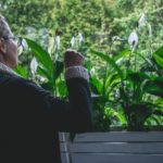 Rośliny za zakupy – jesienna akcja w Magnolia Park