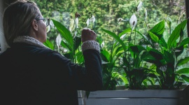 Rośliny za zakupy – jesienna akcja w Magnolia Park Styl życia, LIFESTYLE - Skrzydłokwiat z Ameryki oczyszcza powietrze, podobnie jak szeflera. Piękne kwiaty doniczkowe rozdaje Magnolia Park w jesiennej akcji, w której można wziąć udział już najbliższą sobotę.